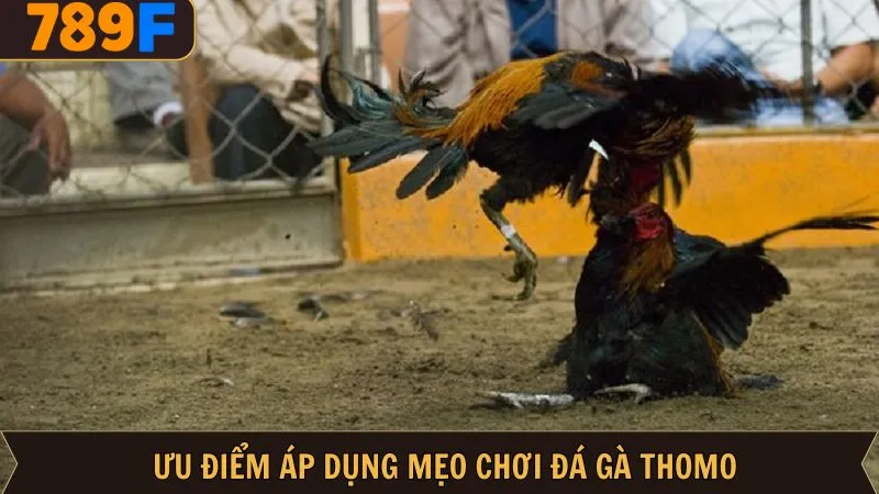 Lợi ích quan trọng của mẹo chơi chọi gà Thomo